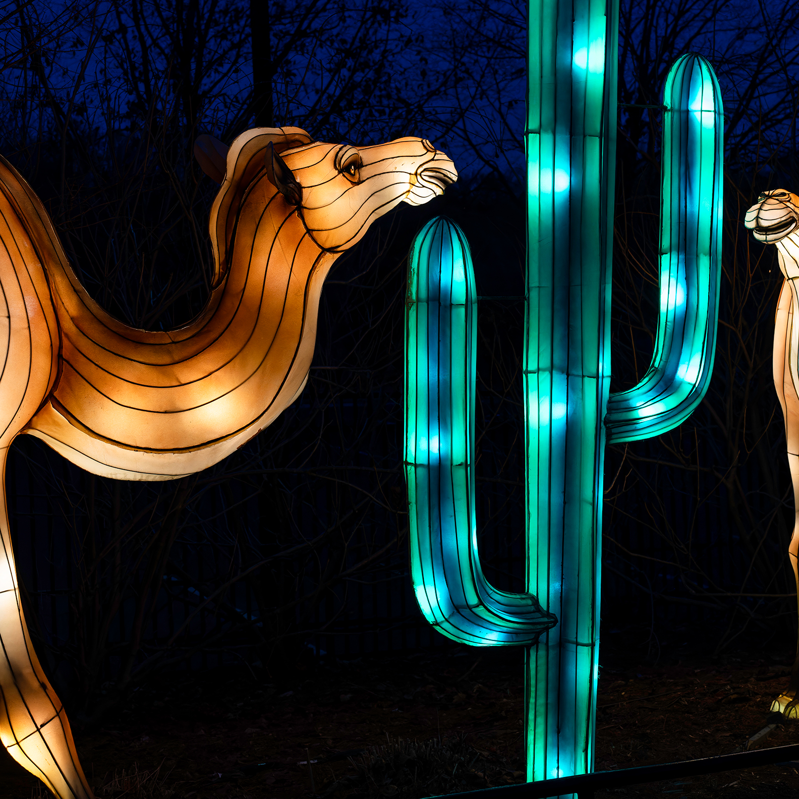 Zoo Lights